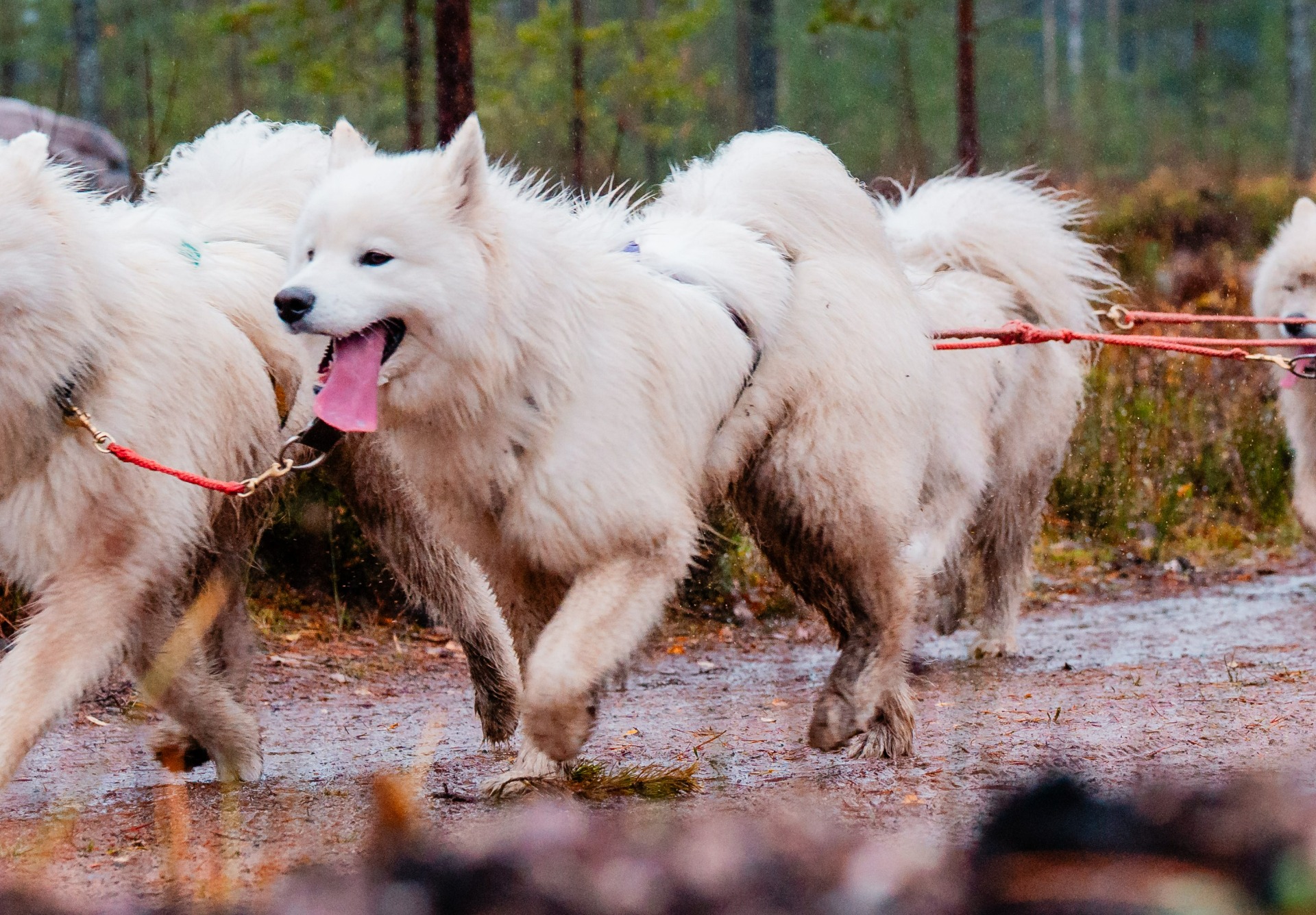 Photo by Roope Haapalainen